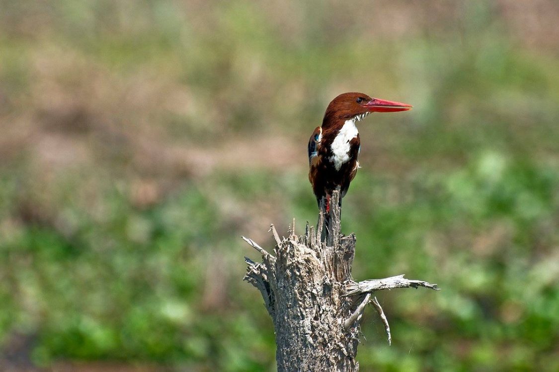 Koshi Tappu Wildlife Reserve