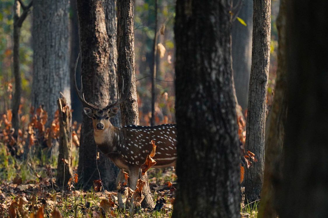 Chital at Bardiya National Park